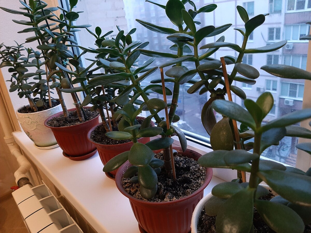 Толстянка, которая растет с приключениями :)