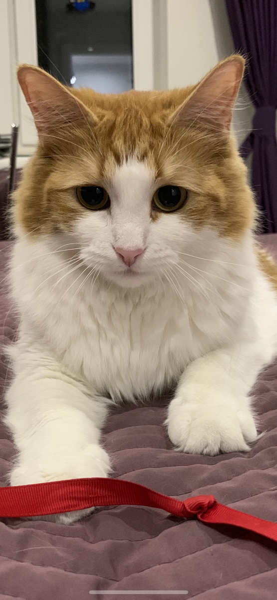 Ну разве можно отказать этим глазкам?