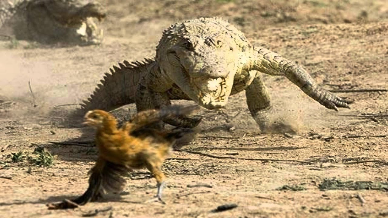 Гребнистый крокодил бег. Бегущий крокодил. Крокодил бегает. Аллигатор бежит.