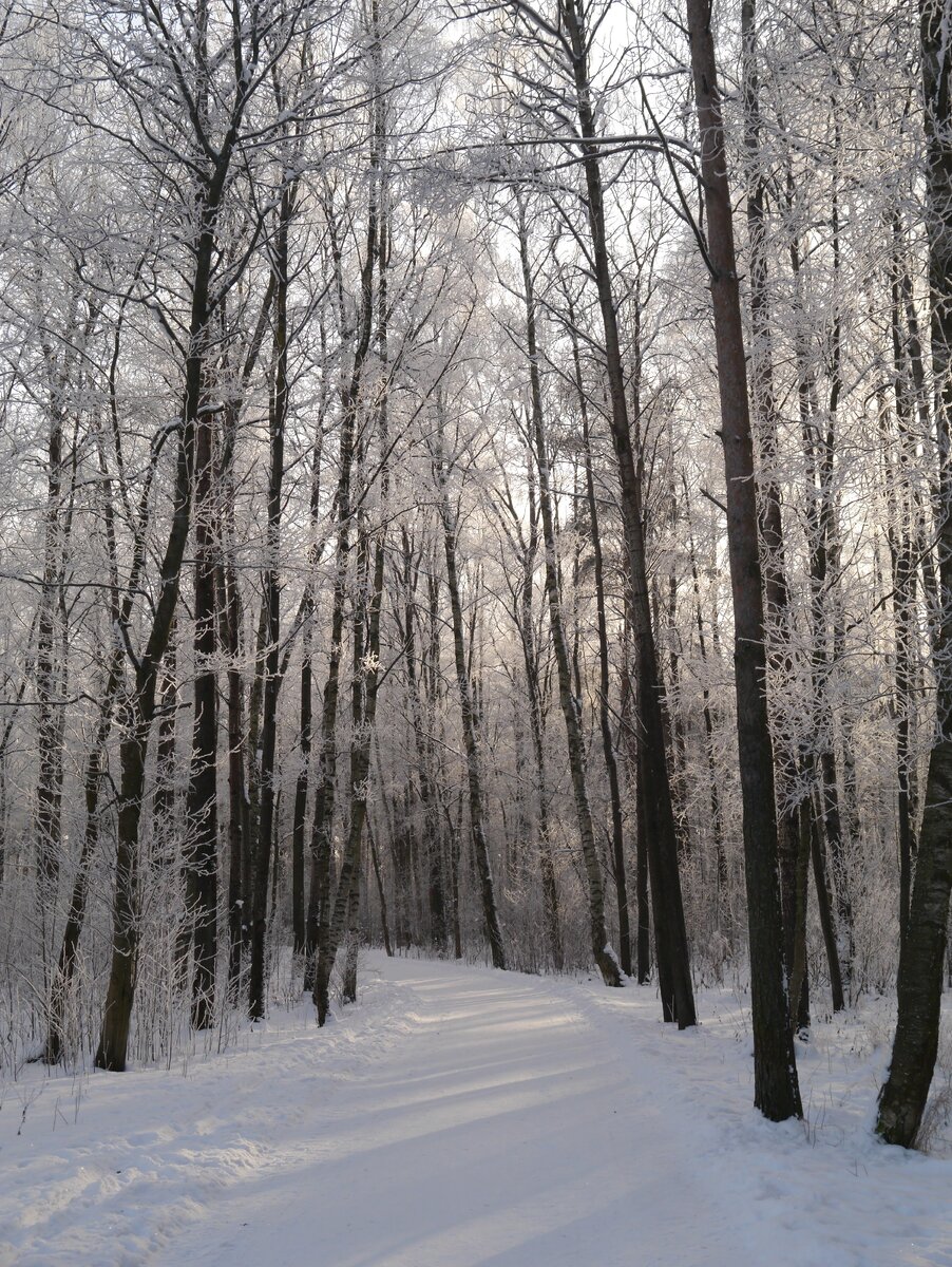 Парк "Сосновая поляна" Красносельский район Санкт-Петербург