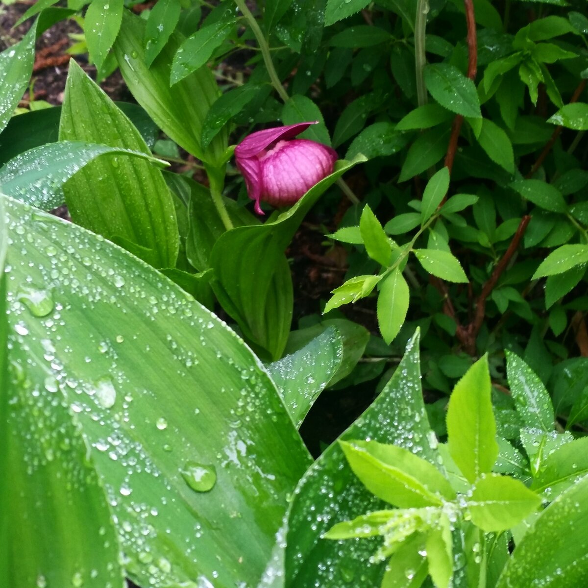 "Кукушкины сапожки" на дачке) Тоже орхидея, между прочим!