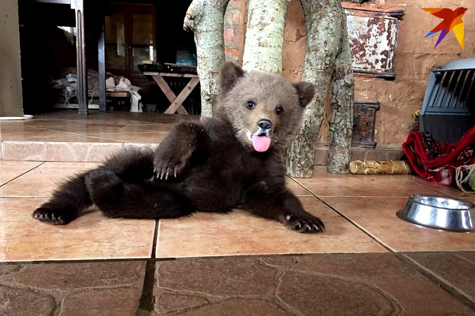 Довольный и сытый лесной житель 