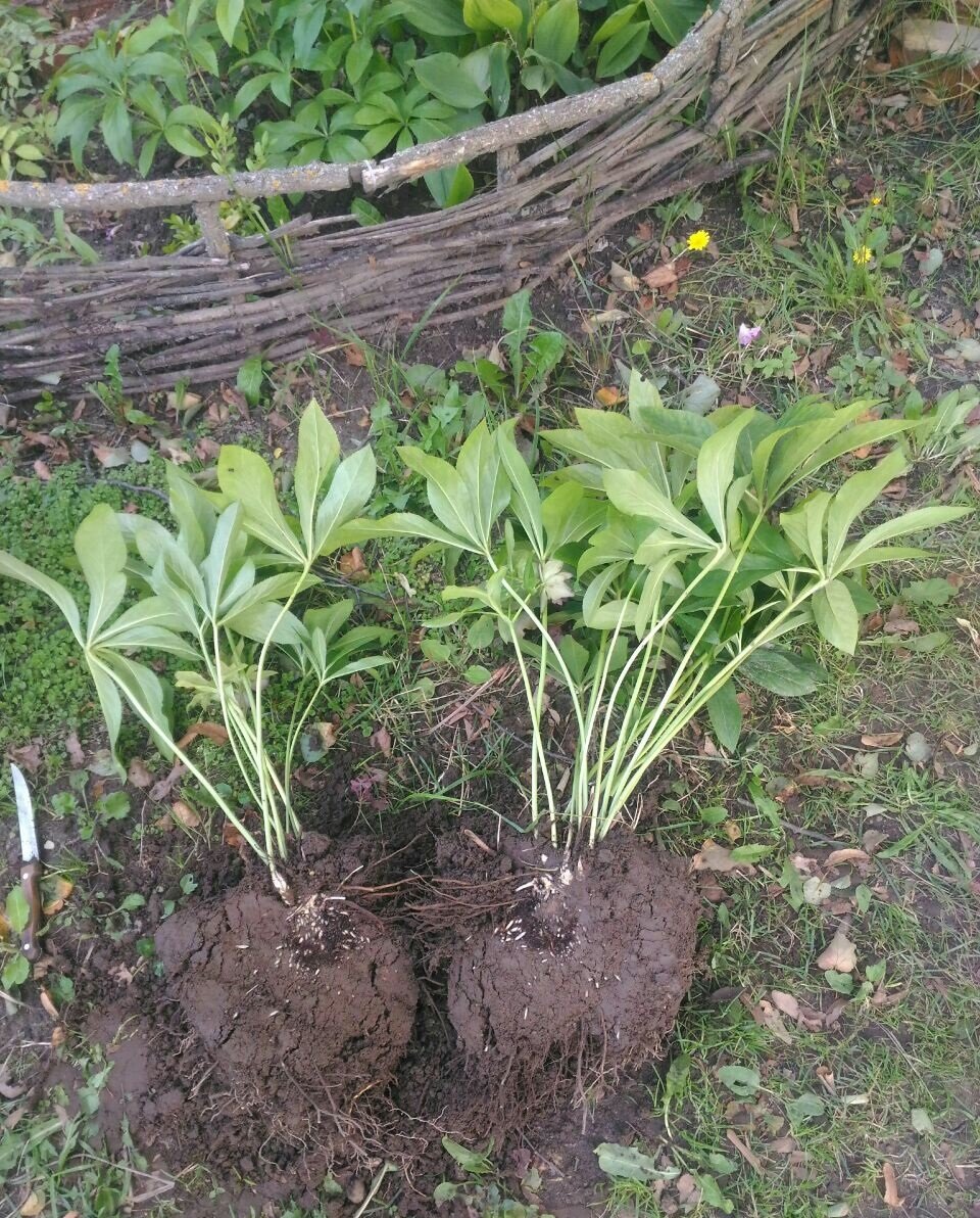 Для начала я рассекла куст на две одинаковые части