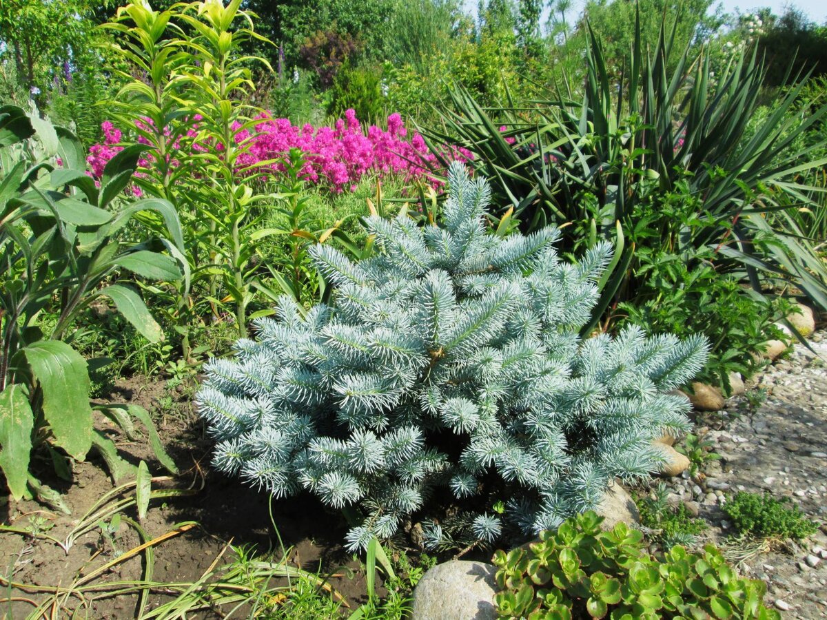 25.05.2015. Ель "Глаука Глобоза"  диаметром 50 см