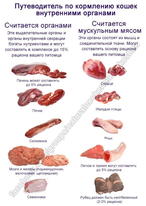 Можно коту куриную печень. Какие субпродукты можно давать щенку. Субпродукты для собак список. Питание кошек натуральной пищей.