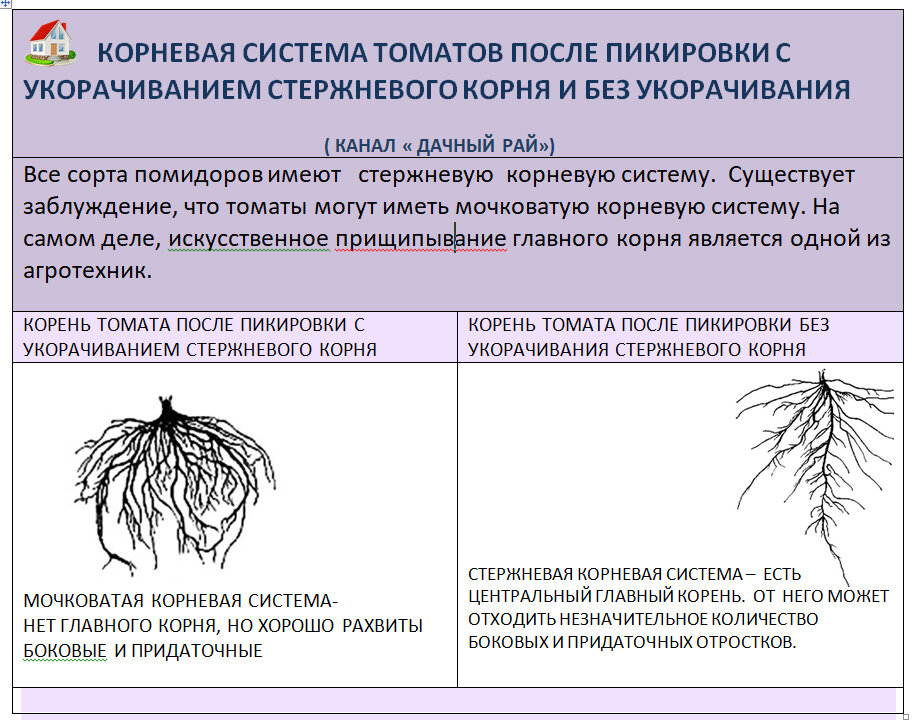 Развитие корневой системы томата