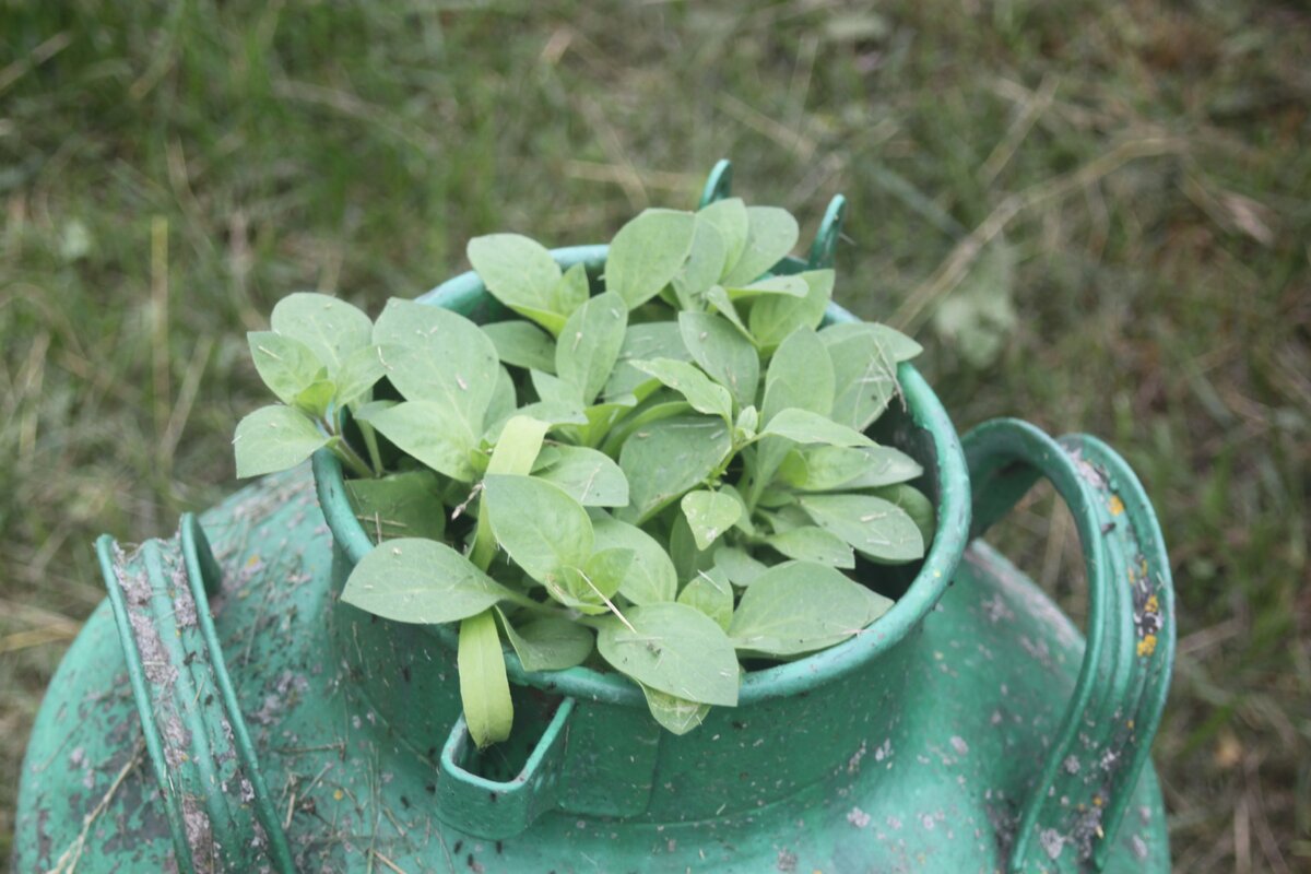 Ампельные сорта очень активно ветвятся
