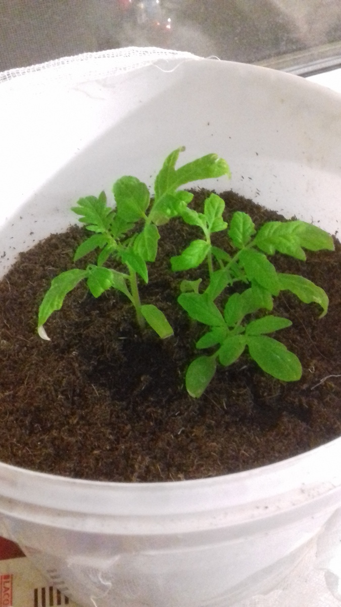 Семена  были собраны из купленного томата на рынке. 