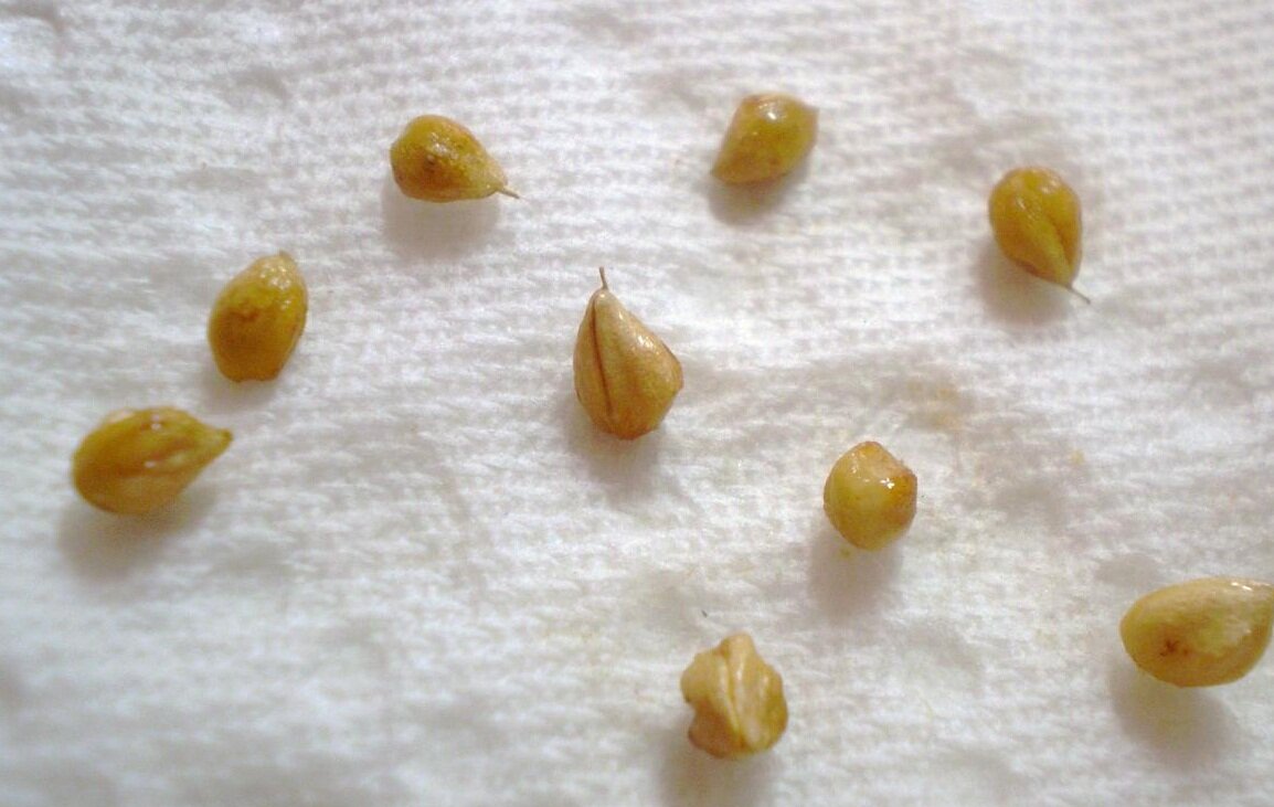 Семена розы