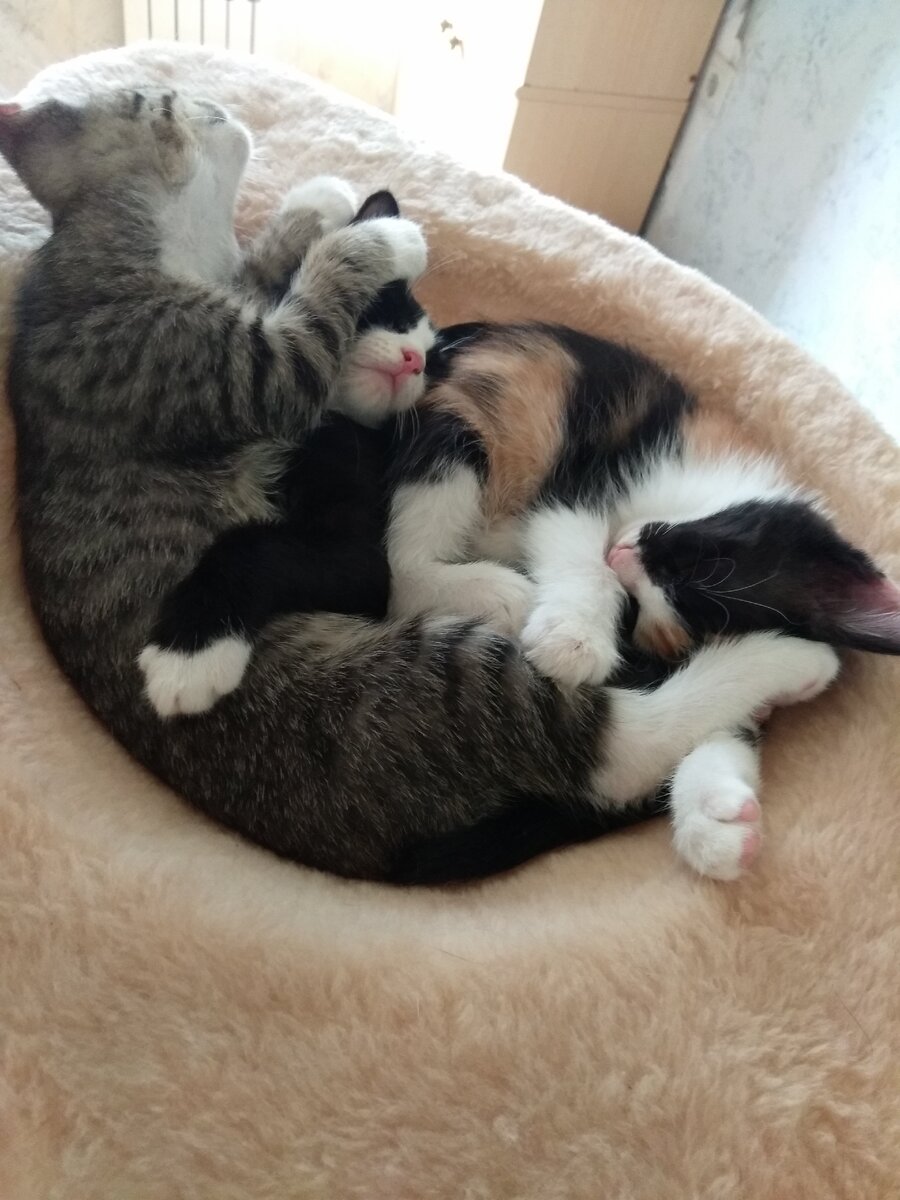 Букет котов