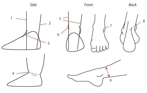 Ноги рисунок. Схема рисования ступни. Нарисовать стопу ноги. Пошаговое рисование стопы.