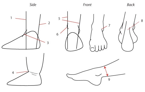 Стопа спереди. Ноги рисунок. Схема рисования ступни. Нарисовать стопу ноги. Пошаговое рисование стопы.