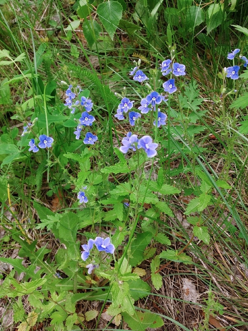 Незабудка лесная