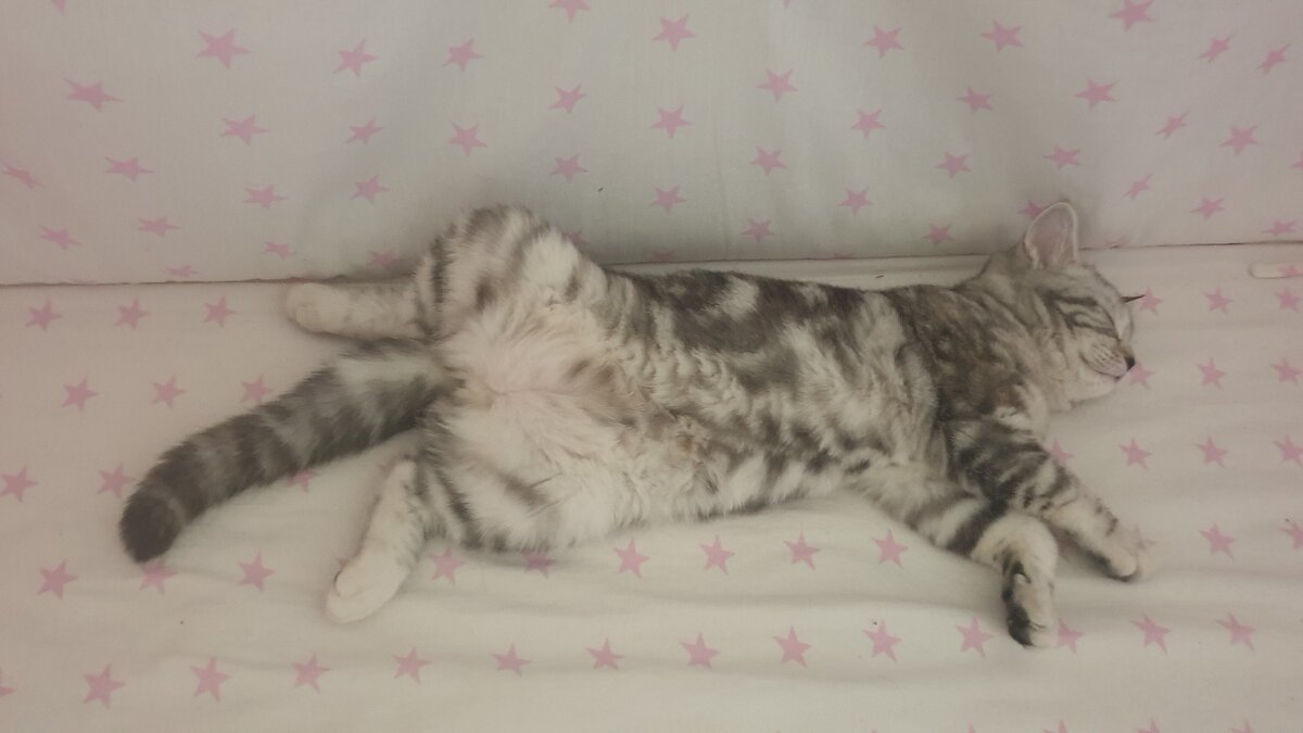  кошачий тихий час