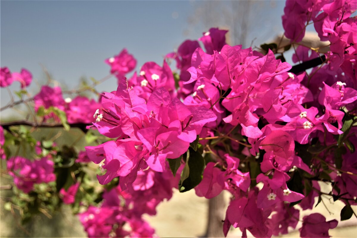 Красивые бугенвильные заросли на территории отеля