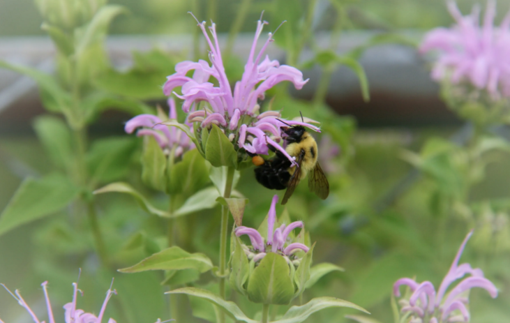 Цветок "пчелиный бальзам", если посадить его в саду, то на него начнут слетаться бабочки в большей степени, чем на другие цветы