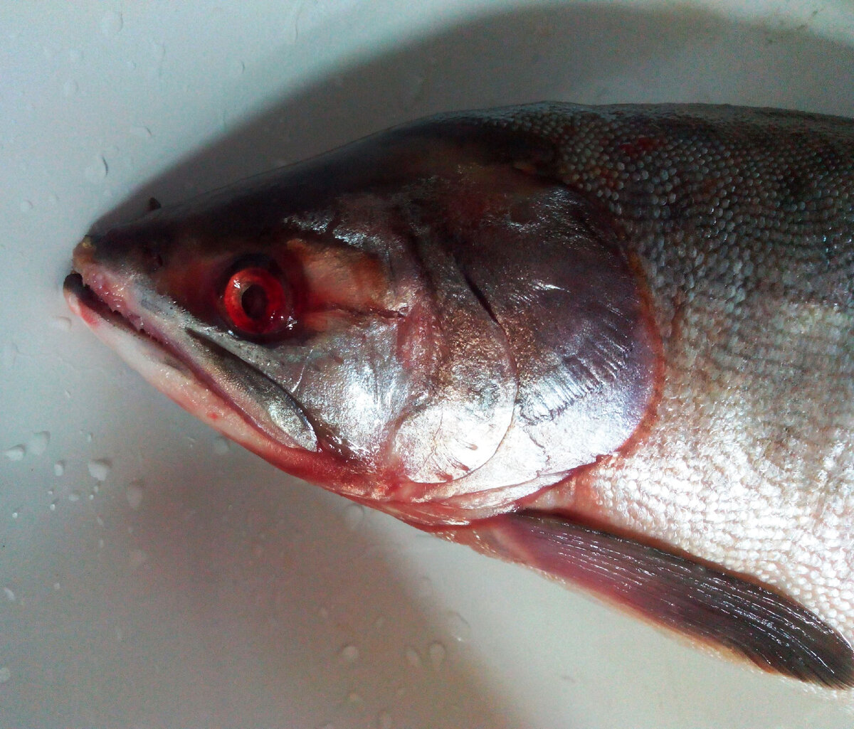 Горбуша - была заморожена сразу после вылова, об этом свидетельствуют глаза, они прозрачные, не белые и даже не мутные.  Голова не деформирована, нет горба.