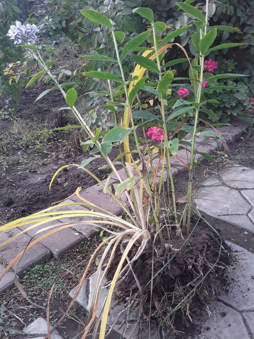 При выкопке лилейника куртина флокса поделилась пополам