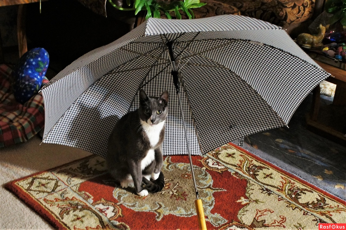 Кот с зонтиком. Зонт с котом. Зонт с котиками. Кот под зонтом. Котики зонтики