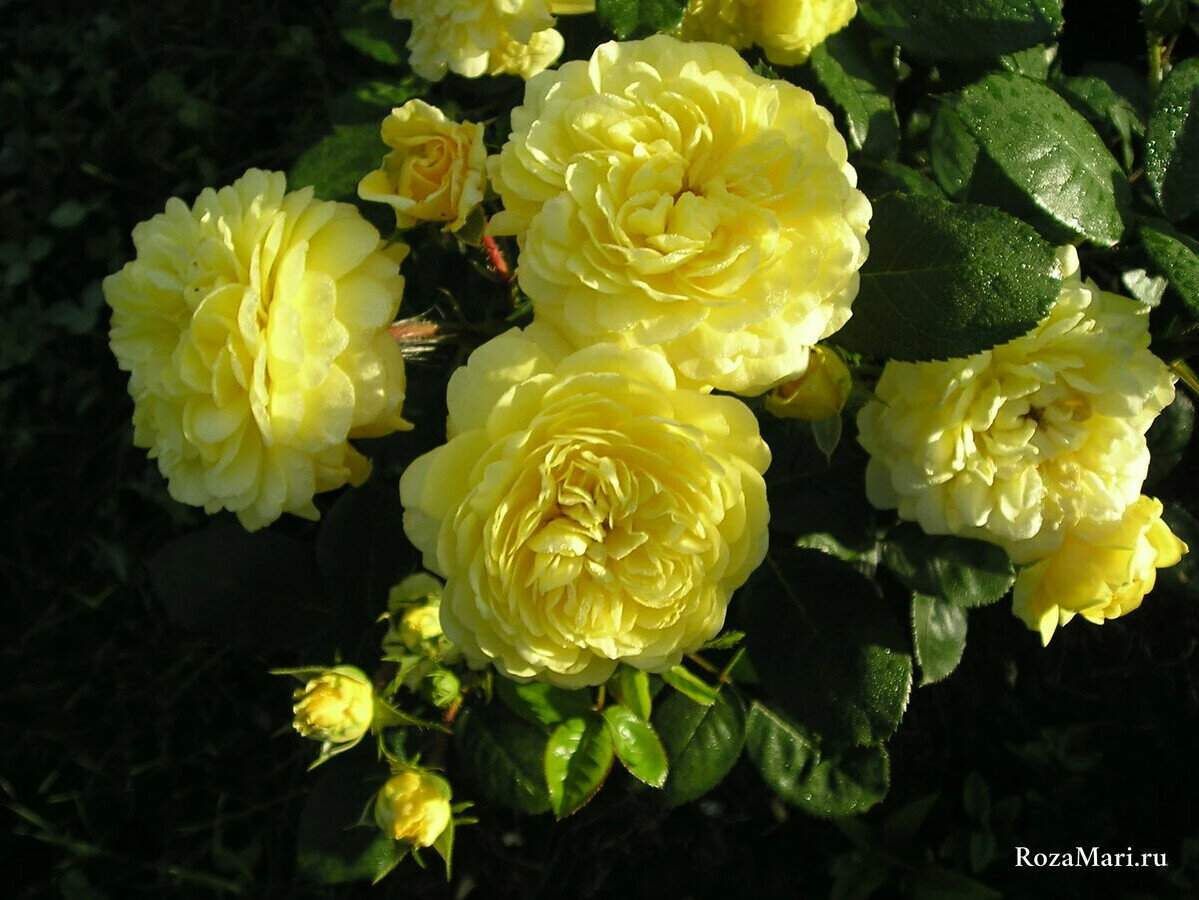 Ани Дюпрей, шраб