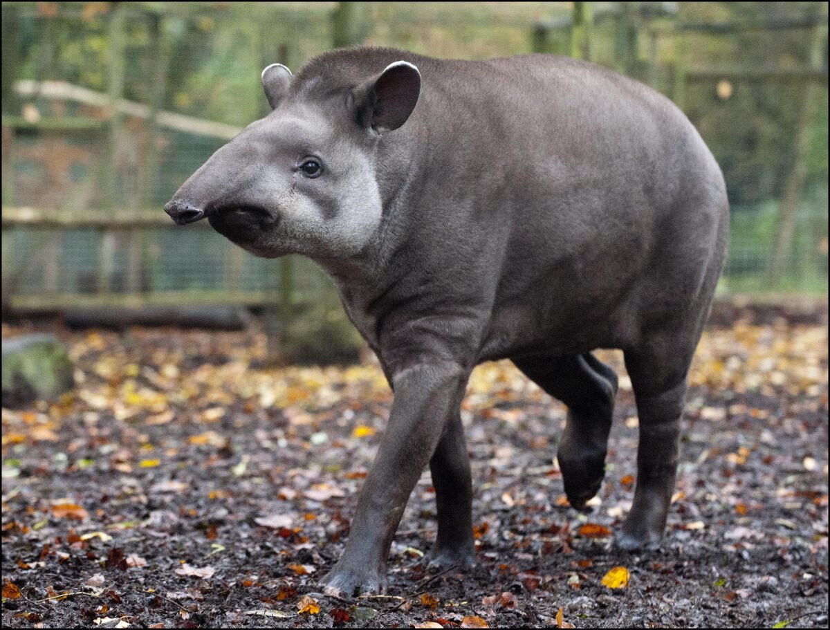 Горный тапир непарнокопытные. Горный тапир (Tapirus pinchaque). Чепрачный тапир. Центральноамериканский тапир.