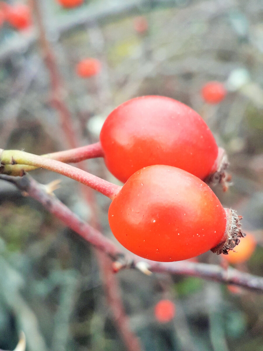 Шиповник в декабре, как новогодние игрушки...