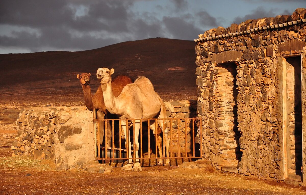Картинка свободный доступ.