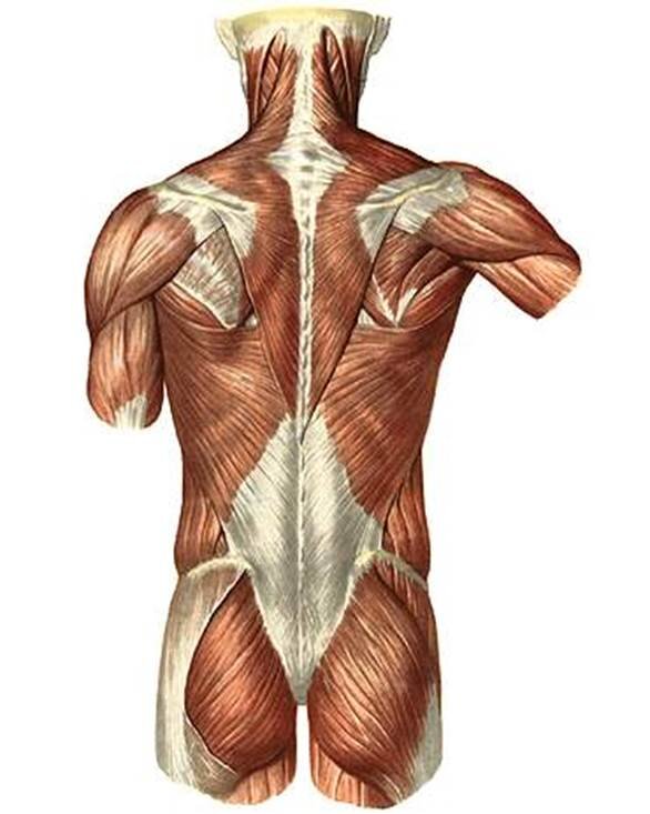 Задняя поверхность туловища. Атлас Синельников мышцы спины. Мышцы и фасции спины анатомия. Поверхностные мышцы спины анатомия человека. Поверхностные мышцы спины первый слой.