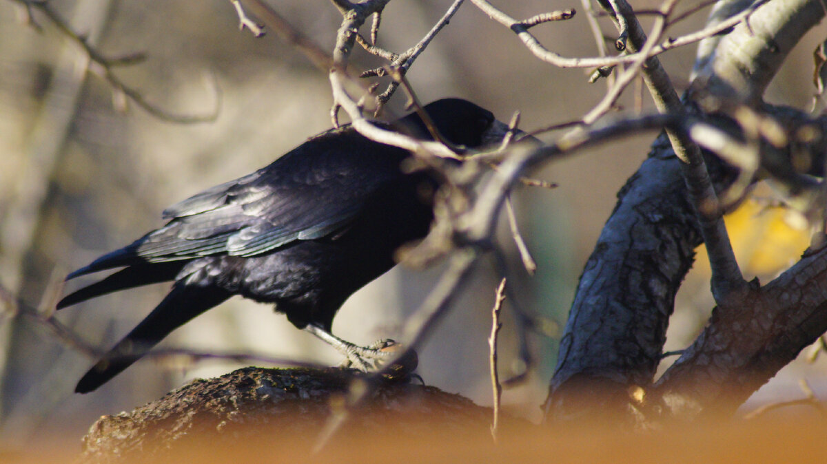  Corvus frugilegus     