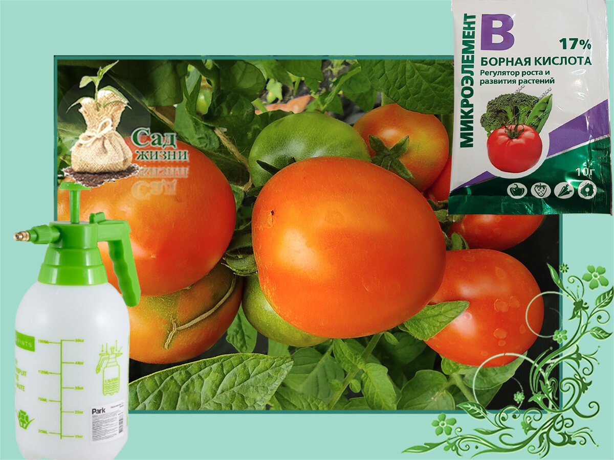 Опрыскивание томатов борной кислотой увеличивает урожай, продолжительностьплодоношения и вкусовые качества плодов
