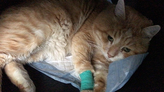 Котик Чипполино, который уехал из приюта домой 16 сентября 2021 года: после ветеринара, обиженный. 🥰