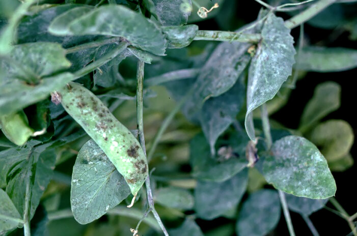 Фото с сайта crop-protection.ru. Использовано для примера.