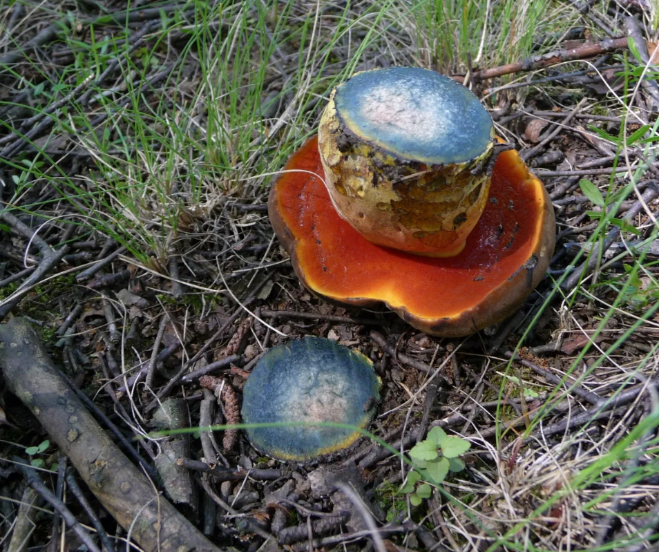 Очень яркий гриб дубовик крапчатый.