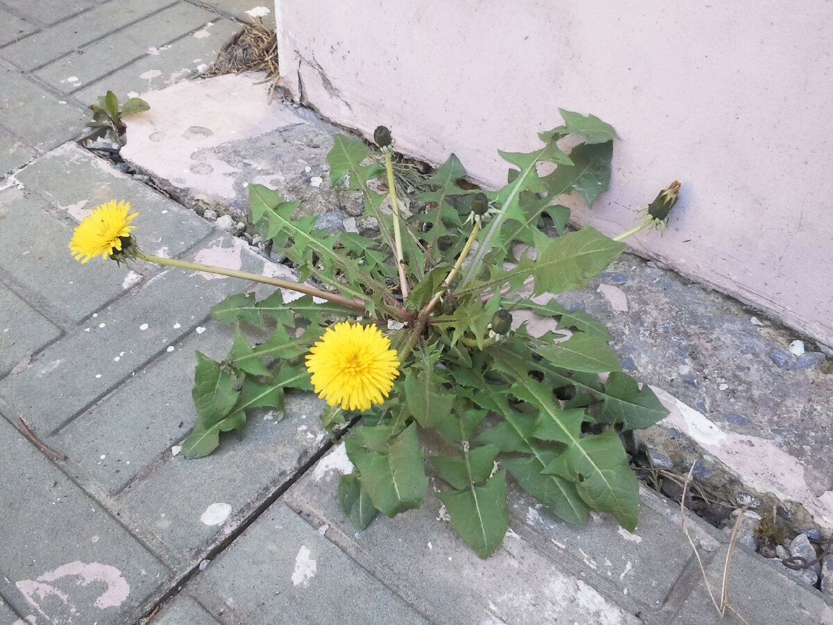 Одуванчик на дорожке