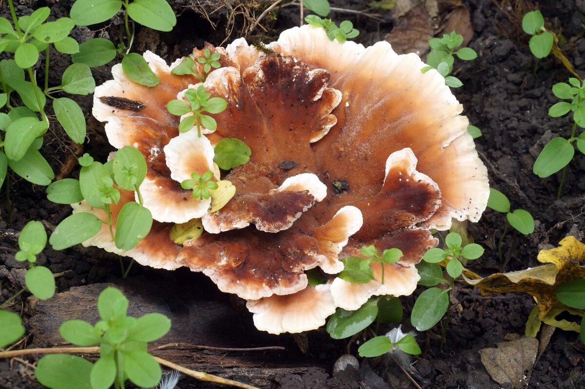 Яндекс картинки.