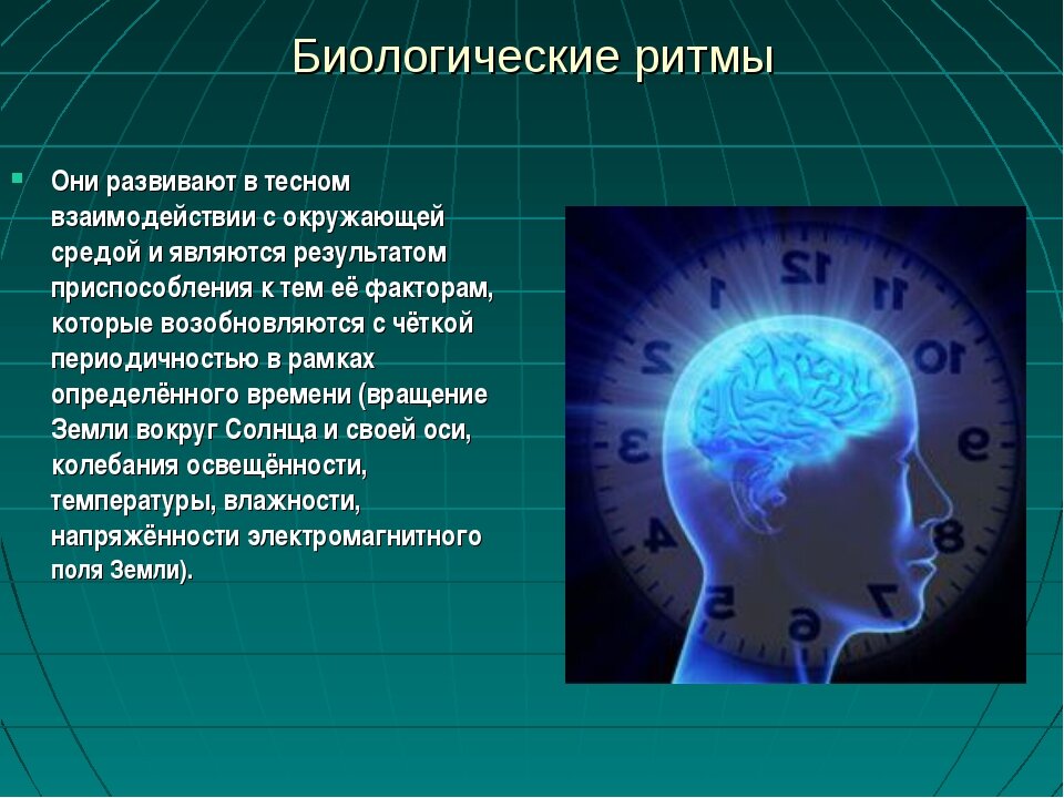 Влияние биоритмов на работоспособность человека проект