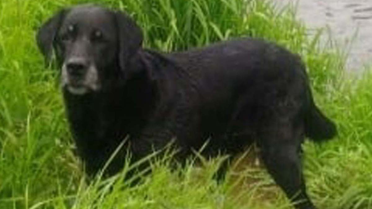 Фото: Верность Центр реабилитации животных 
