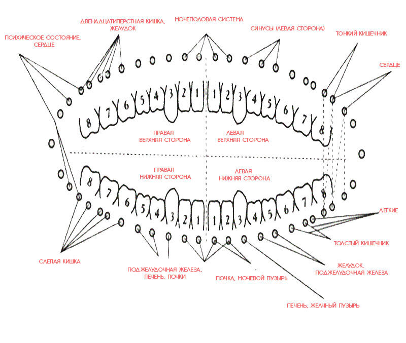 Связь зубов с внутренними органами человека схема