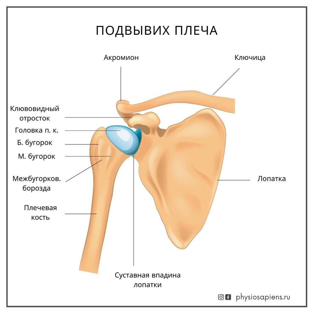 Акромион 3 типа