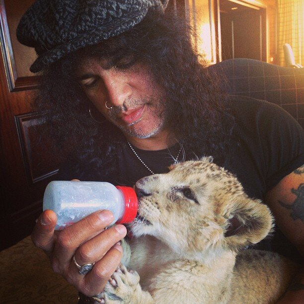 Слэш со спасенной львицей