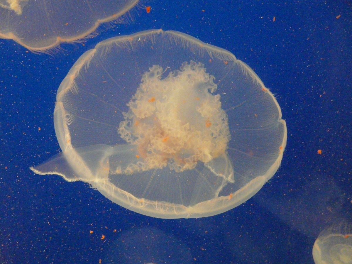 Морское блюдце медуза