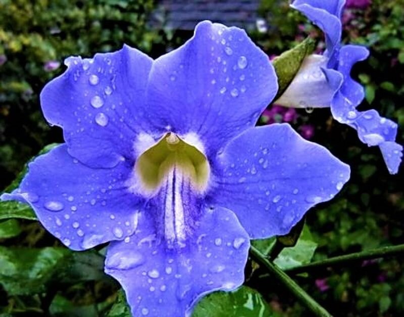  Листайте галерею. Тунбергия крупноцветковая. Фото с сайта: https://goo.su/URUokg4