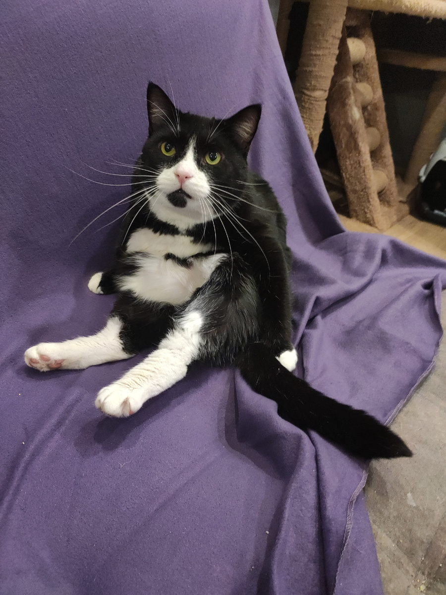 Фото автора. Марсель - любитель покушать😻