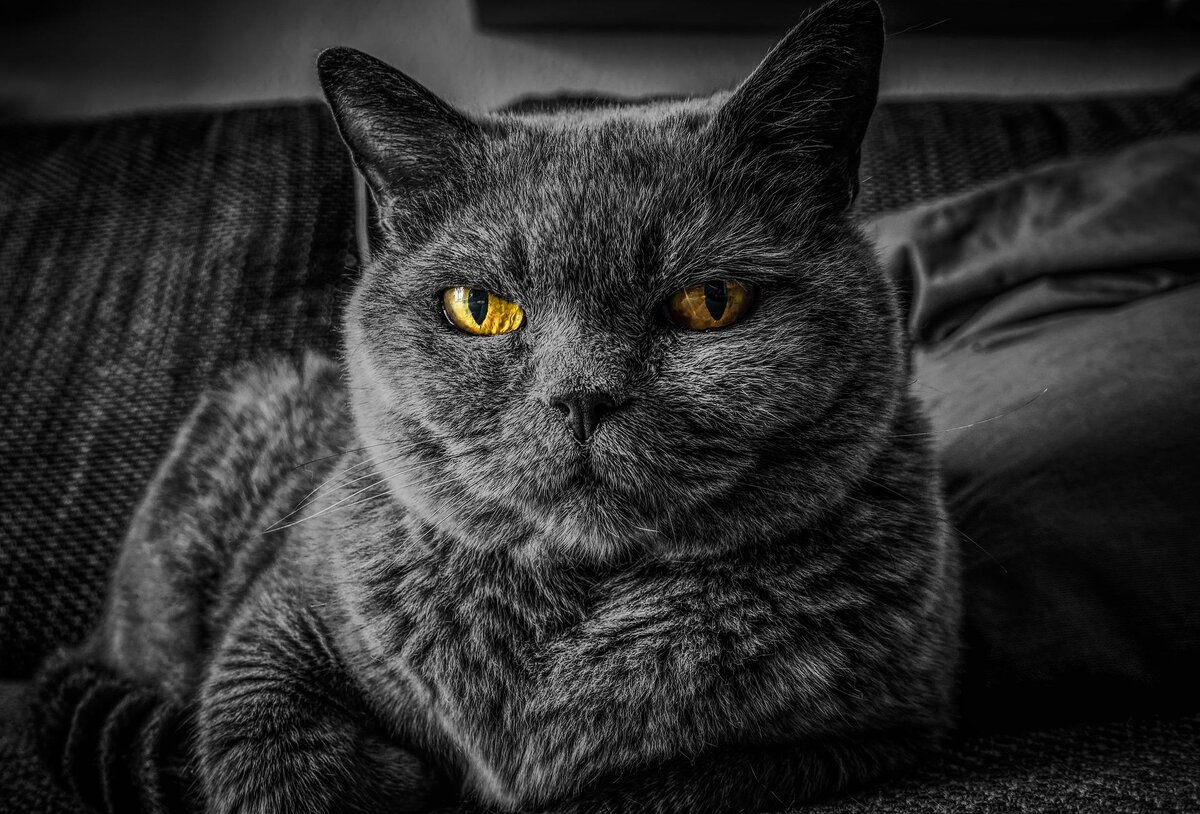 Изображение Thomas Wolter с сайта Pixabay 
