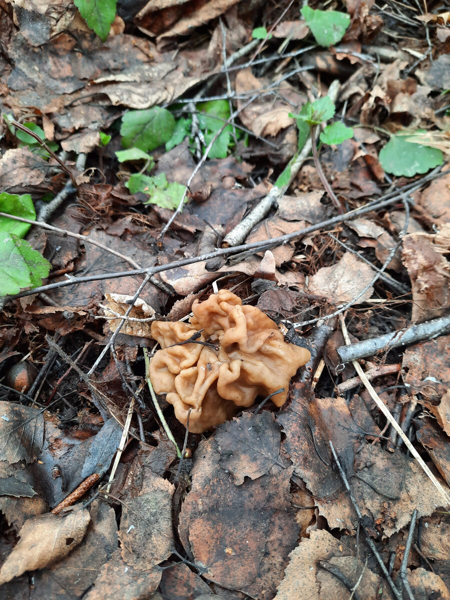 Строчки.
Фото автора