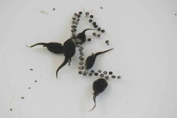 Головастики жабы-аги каннибализируют яйца другой аги. Фото: Mattias Hagman.