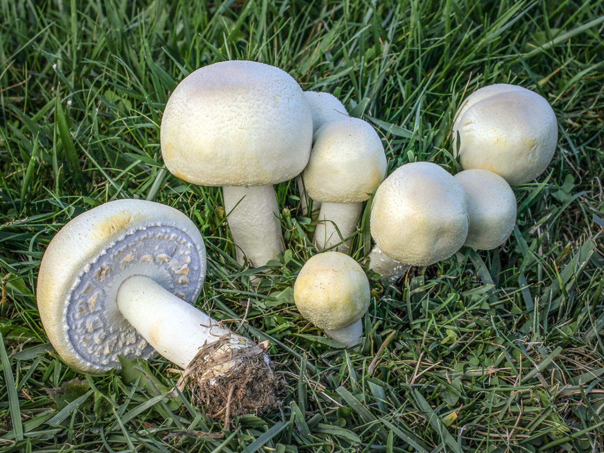 Лошадиный гриб. Шампиньон полевой Agaricus arvensis. Полевой шампиньон Agaticas asvensis. Ядовитый шампиньон желтокожий. Шампиньон желтокожий грибы.