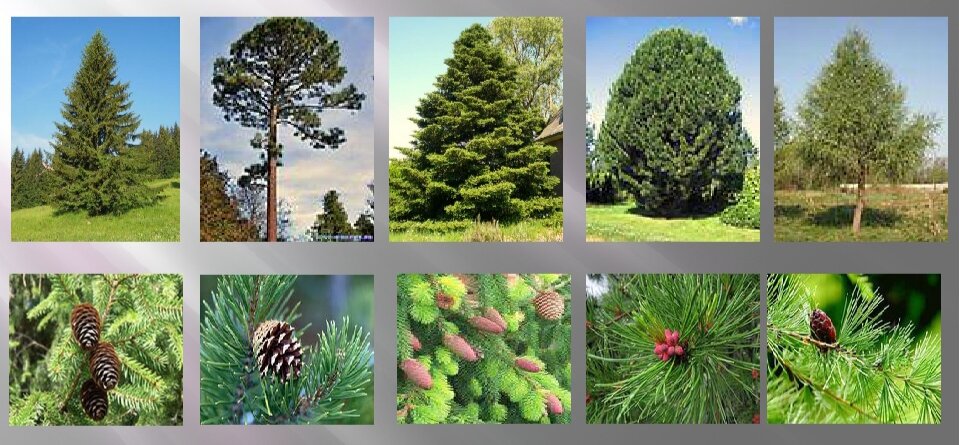 Разнообразие хвойных