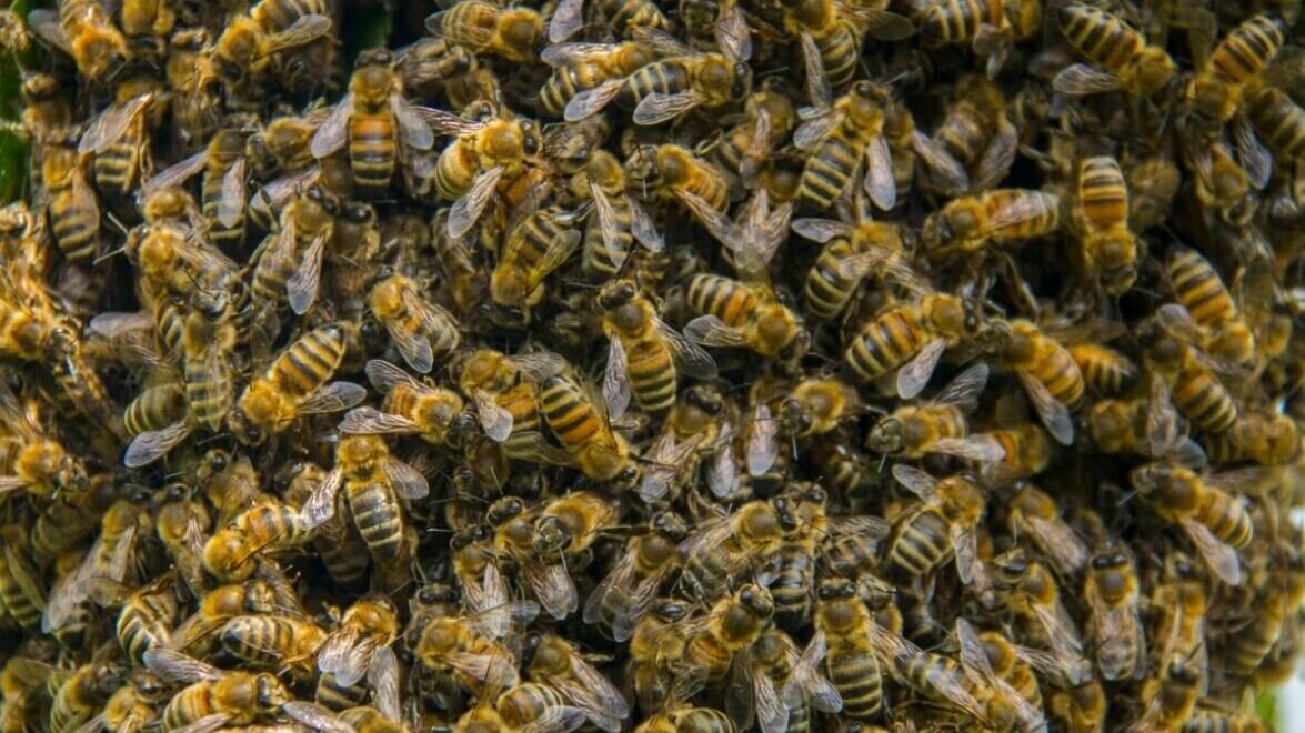Погода в пчела. Пчелы. Много пчел. Рой пчел. Очень много пчел.