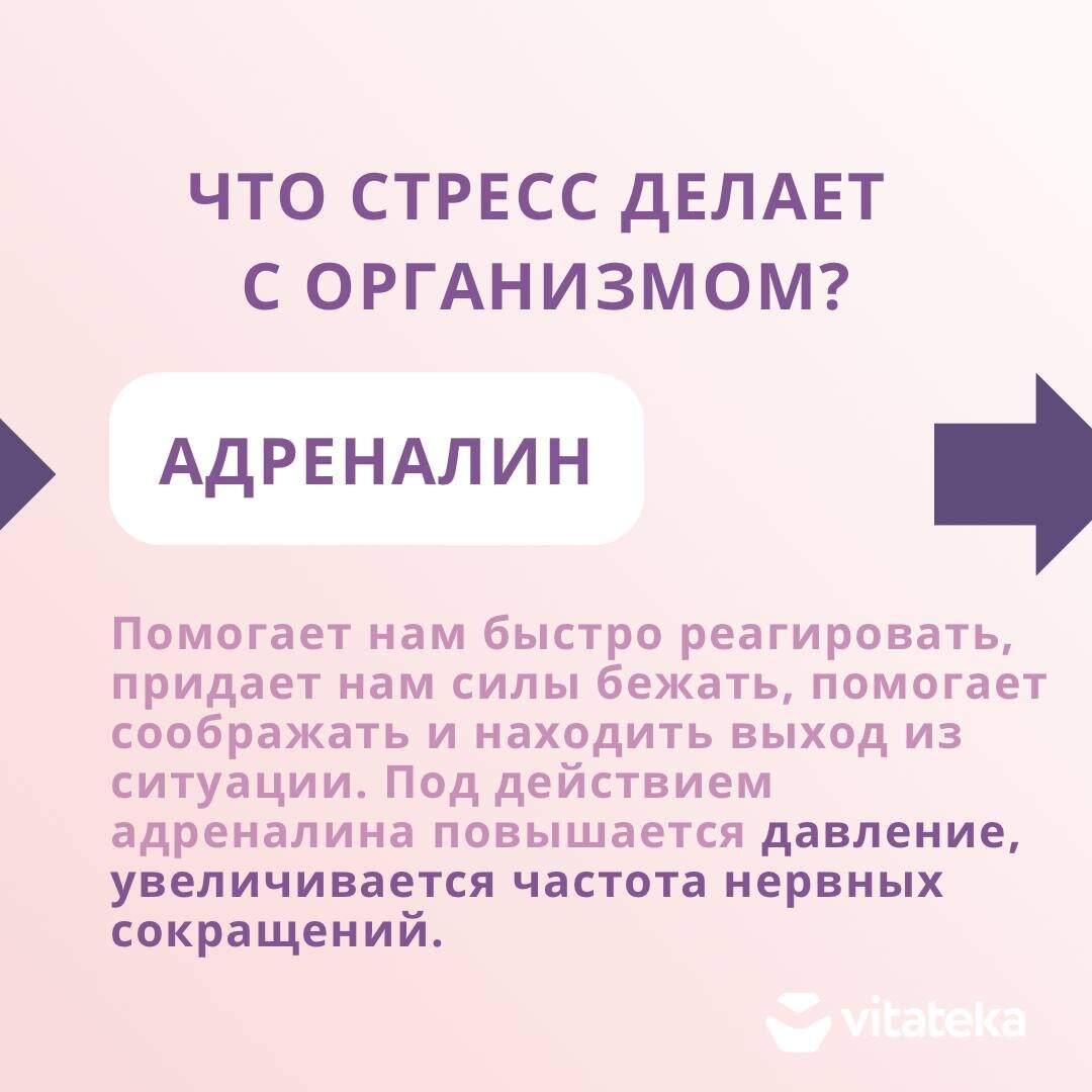 Стресс: механика возникновения | Vitateka | Дзен